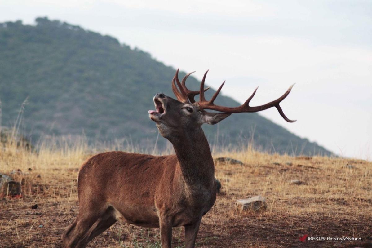 Alojamiento Rural Dehesa La Estancia Andújar Dış mekan fotoğraf