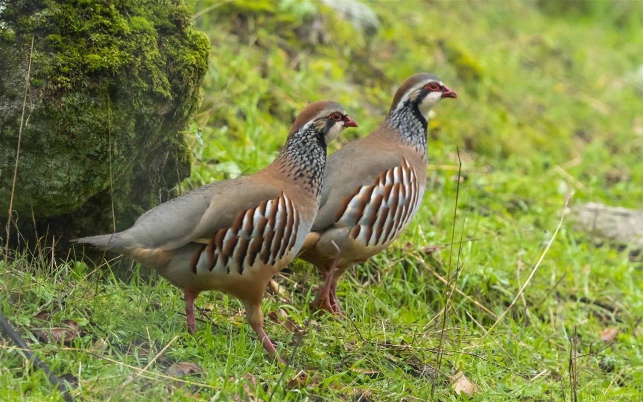 Alojamiento Rural Dehesa La Estancia Andújar Dış mekan fotoğraf