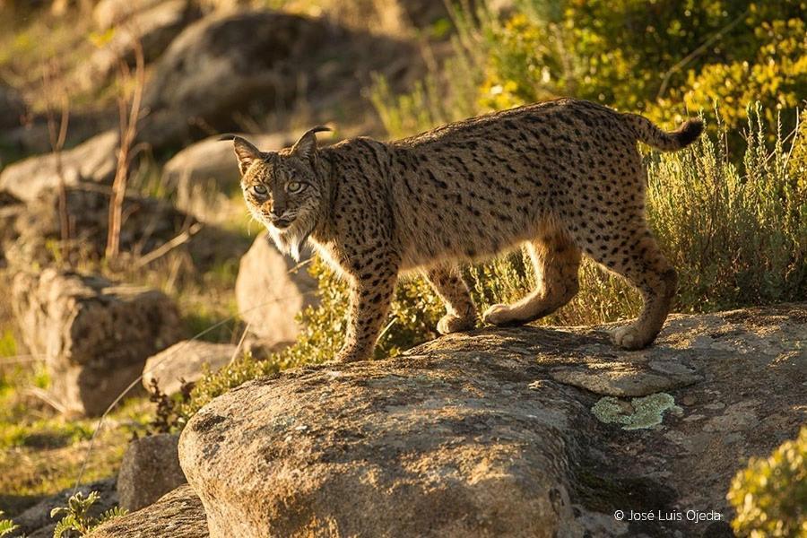 Alojamiento Rural Dehesa La Estancia Andújar Dış mekan fotoğraf