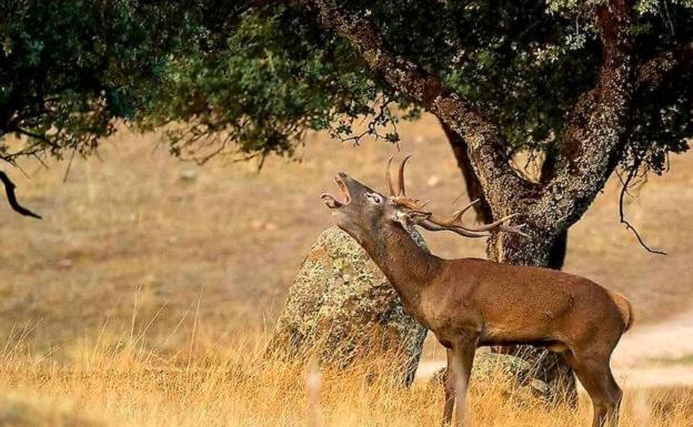 Alojamiento Rural Dehesa La Estancia Andújar Dış mekan fotoğraf