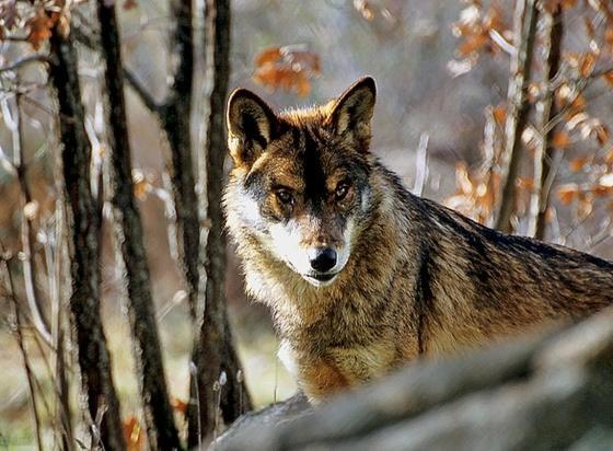 Alojamiento Rural Dehesa La Estancia Andújar Dış mekan fotoğraf