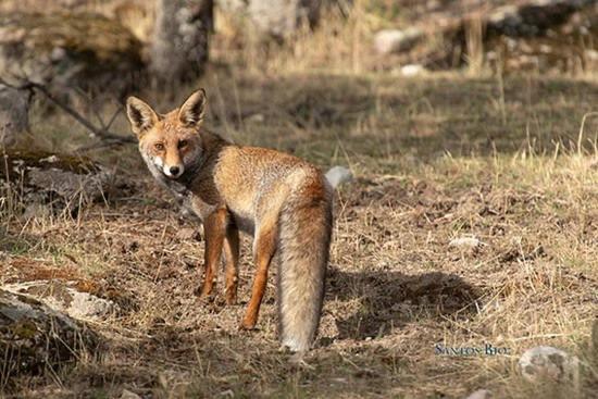 Alojamiento Rural Dehesa La Estancia Andújar Dış mekan fotoğraf